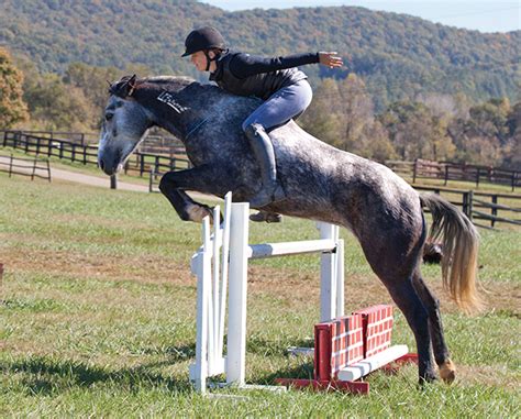 Breyer Hwin 1774 Traditional Dapple Grey Mustang Mare