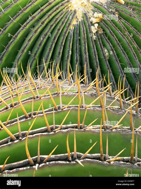 Close-up of two Barrel cacti (Ferocactus acanthodes) in the eastern ...