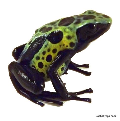 Dendrobates Tinctorius Green Sipaliwini Tadpole Dyeing Poison Arrow