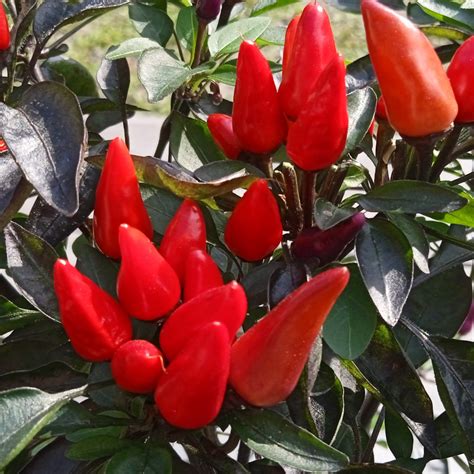 Hot Thai Red Peperhof