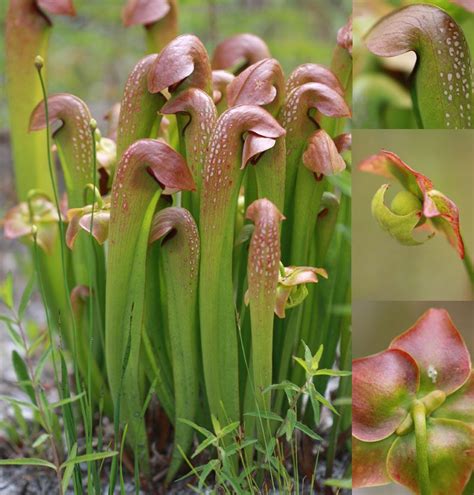 Pitcher Plants In North Carolina List Pitcher Plant Plants Carnivorous Plants