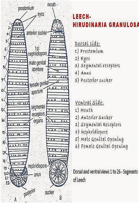 Hirudinea Leech Anatomy