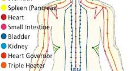 A Guide To The 12 Major Meridians Of The Body Bodies Acupuncture And