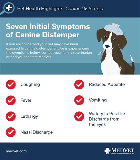 symptoms of distemper in dogs and cats - Abdul Coffin