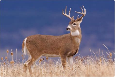 Ohio State Animal White Tailed Deer