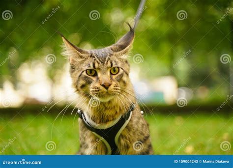 Beautiful Grey Maine Coon Cat In Leash And Harness Walking In The City