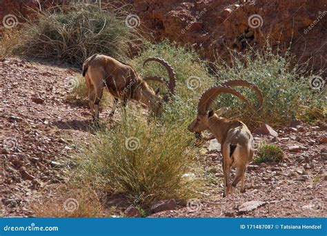 A Beautiful Graceful Animal The Nubian Mountain Goat With Huge Curled