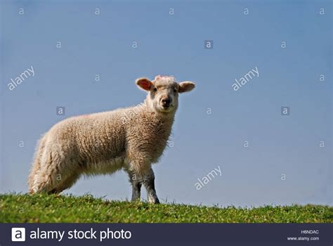 Lamb Skull Hi Res Stock Photography And Images Alamy