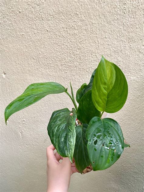 Scindapsus Perakensis Variegated, Furniture & Home Living, Gardening ...