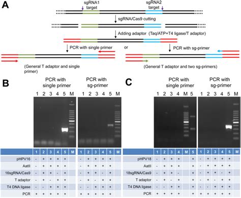 CRISPR Typing PCR CtPCR A New Cas9 Based DNA Detection Method