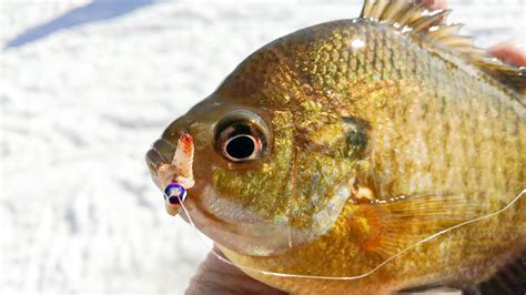 Panfish Power! - MidWest Outdoors