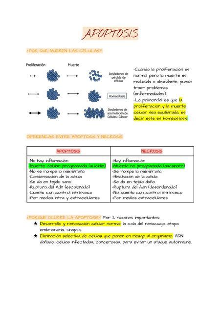 Apoptosis Fisioestudiante Udocz