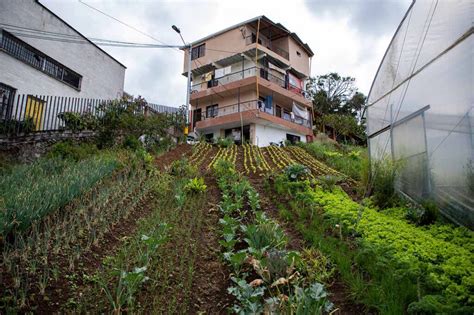 M S Familias Tendr N Huertas En Sus Hogares