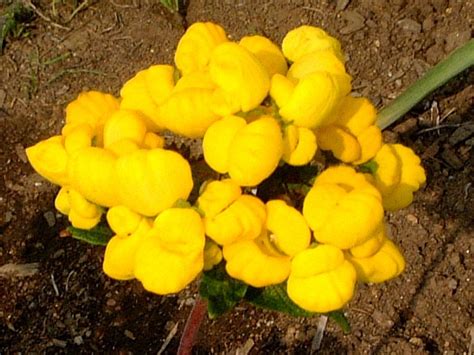 Calceolaria Calceolaria Hybrida Flower Database