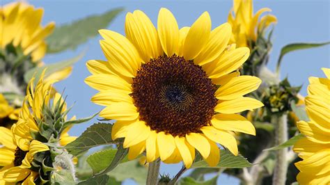 7 Must-Have Sunflowers to Grow in Your Garden | Garden Gate