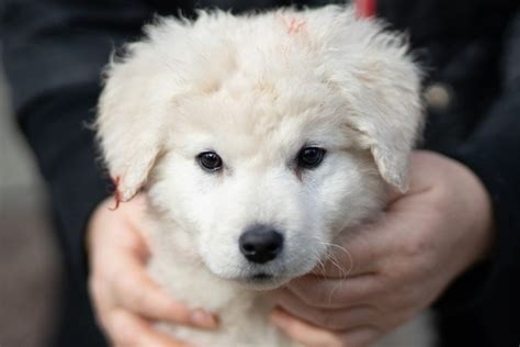 Kuvasz Dog Breed Info Pictures Characteristics And Facts Hepper