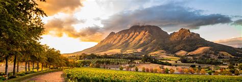 activities guided tours  day trips  stellenbosch civitatis