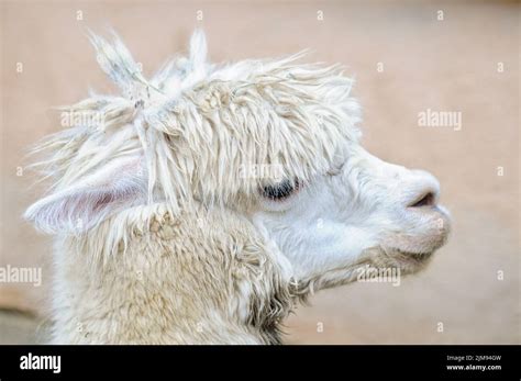 Side View Of A White Alpaca Stock Photo Alamy