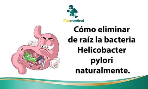 C Mo Eliminar De Ra Z La Bacteria Helicobacter Pylori Naturalmente