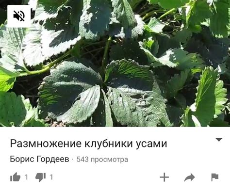 ﻿Ф Герман Стерлигов Г читать ) - Попробовал клубнику Грудинина... Тьфу ...