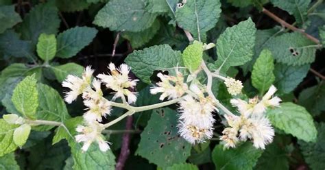 Pupula Vernonia Zeylanica Medicinal Plants Of