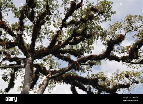 A Ceiba Tree At Tikal National Park Guatemala Stock Photo Alamy