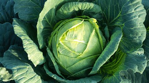 Cabbage Leaves For Mastitis Everything You Need To Know Mamamio