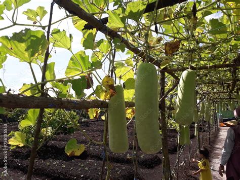 Lauki Long Gourdraw Green Organic Bottle Gourd Vegetable Hanging In