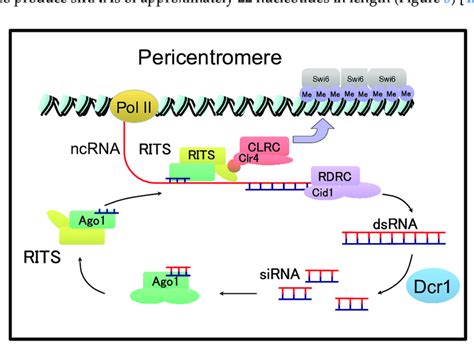 Rna Interference Rnai Dependent Heterochromatin Formation At The