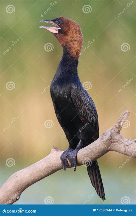Pygmy cormorant stock photo. Image of wetland, fishpond - 17530944