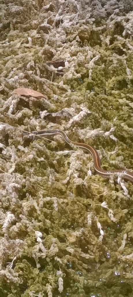 Western Ribbon Snake From N L M Xico On May At