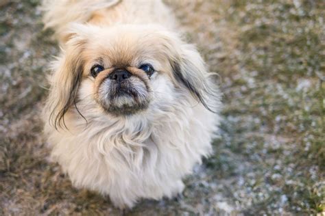 14 Pekingese Colors And Color Combinations, And 7 Markings