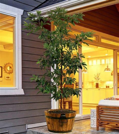 The Best Plants to Give as Housewarming Gifts – BrighterBlooms.com