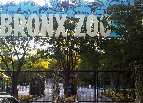 Bronx Zoo Officials Apologize For Display Of African Man In 1906 News