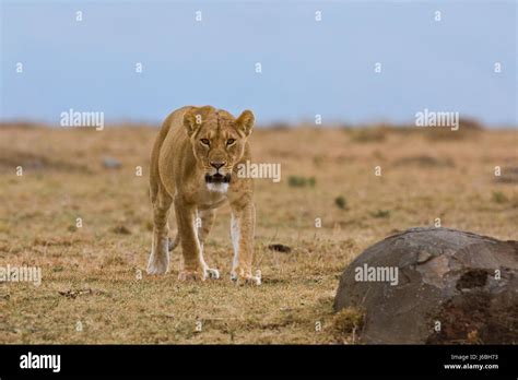Africa Lion Cat Big Cat Feline Predator Width Pussy Cat Predator Wildcat Mane Stock Photo Alamy