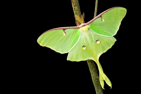 Luna Moth 20 Susan Rubinsky Medium