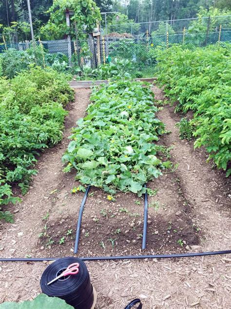 How To Install A Drip Irrigation System In Your Vegetable Garden