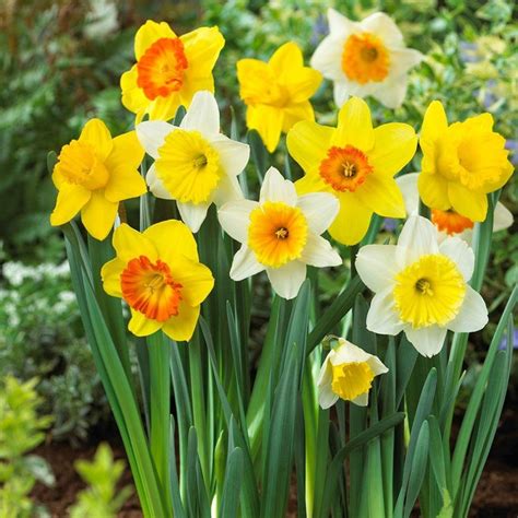 Daffodil/Nargis Or Narcissus Flower Bulbs at ₹ 1000/number | Flower ...