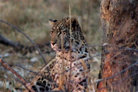 Botswana Okavango Delta Leopard I Averbuch Flickr