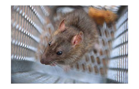 Lutter Contre Les Souris Et Les Rats Chez Soi Maison Facile