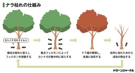【特集】全国で急増中！ドローンを使ってナラ枯れから守るJDRONEの森林調査 - ドローンジャーナル