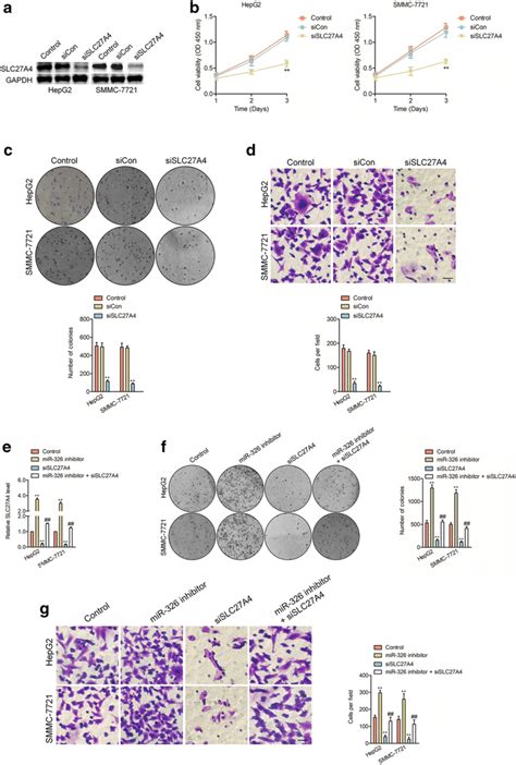 The Effects Of Slc27a4 On Hcc Cell A The Levels Of Slc27a4 In Hepg2