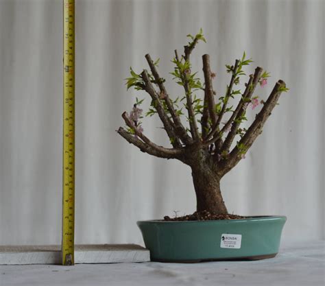 Bonsai Cerejeira Sakura Bonsai Arte Viva