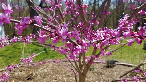 Top 4 Spring Flowering Native Trees To Plant In Central Illinois