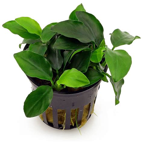 Potted Anubias Nana Aquarium Plant | Aquarium Plants