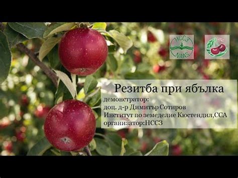 Зимна резитба при ябълка - демонстрация - YouTube