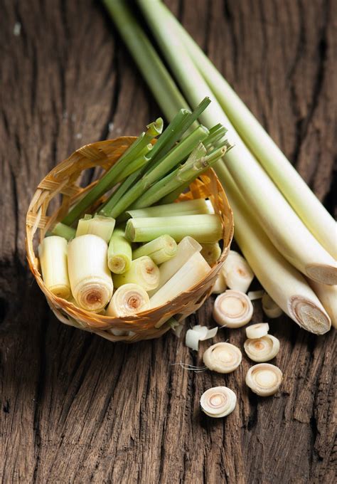 Growing Lemongrass From Seed 4 Vital Tips For Success Sow Right Seeds