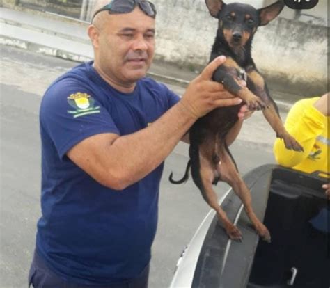 A Gazeta Guarda Municipal Salva Cachorro Arrastado No Rio Itapemirim