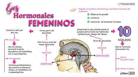 Ejes Hormonales Femeninos ThinkMed UDocz