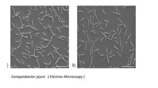 Campylobacter | PPT